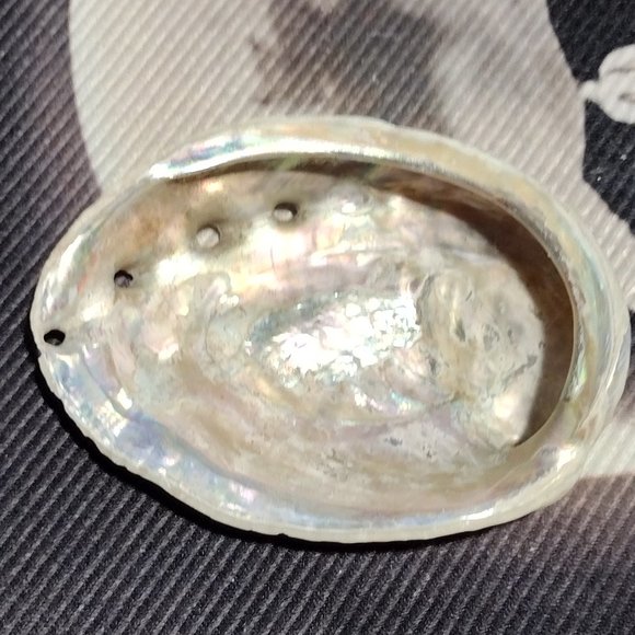 Small Abalone Seashell - Picture 1 of 5
